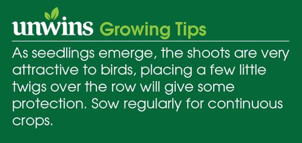 Pea (Early) Early Onward Seeds Unwins Growing Tips